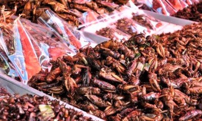 Eat Fried Bugs in Bangkok! - Munch by WORLD OF BUZZ