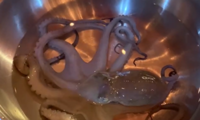 Eat Live Octopus in Bangkok! - Munch by WORLD OF BUZZ